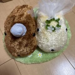 カピバラのウェディングのサムネイル