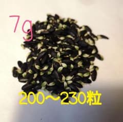 ミモザ(ギンヨウアカシア)の種　7gのサムネイル