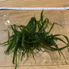 ミクロソリウム　本ナロー　溶岩石活着のサムネイル