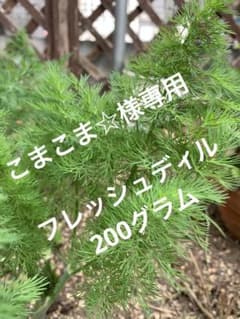 ディル　フレッシュのサムネイル
