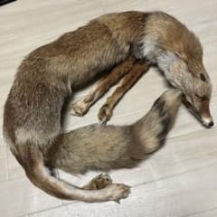 リアルファーフォックス　キツネの襟巻き 高級ヴィンテージ キツネの襟巻きリアルファー Fox - メルカリ