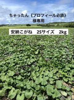 種子島産安納芋こがね【減農薬】 2Sサイズ　2kgのサムネイル