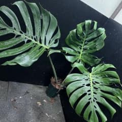 モンステラデリシオーサマクロコズム超希少系統鉢植え80㎝ - メルカリ