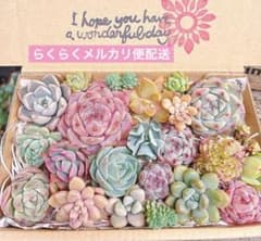 01. 多肉植物カット苗詰め合わせ　寄せ植えセット　♡のサムネイル