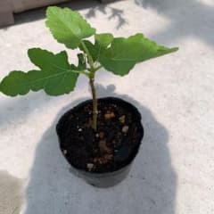 いちじく　ホワイトイスキア小苗のサムネイル