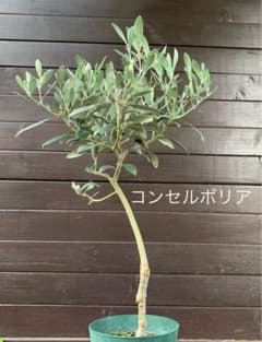 オリーブの木 コンセルボリア 常緑樹 - メルカリ