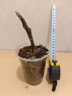 イチジク　苗（取り木）　Belvedereのサムネイル