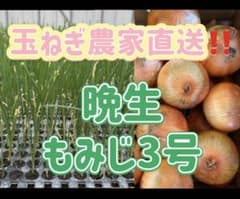 玉ねぎ苗 もみじ3号 100本 - メルカリ