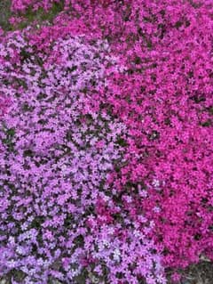 芝桜 ピンク苗＆濃いピンクのサムネイル