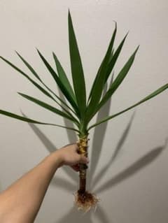 ※ひろこ様専用　観葉植物　ユッカ　青年の木　挿木（水耕栽培発根済）のサムネイル