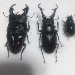 値下げ‼️大型Sumatraオオヒラタ▪ギラファノコギリクワガタ♂♀３点セットのサムネイル