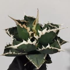 1151.アガベ チタノタ 包心龍 特選 優良血統 強棘 狂刺 強白棘 極上株