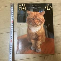 『猫心 ねこごころ 世界の猫に会いたくて』新美敬子のサムネイル