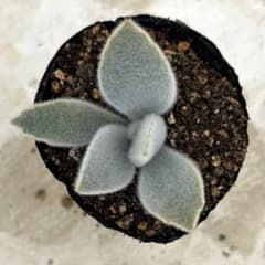 多肉植物 カランコエ　ホワイトラビット　カット苗 白兎 カット苗 多肉植物 カランコエ - メルカリ