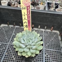 小人の渚 おらいさん苗札付き ミックスベリア - メルカリ