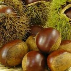 農家の裏庭の栗800g ☆無農薬のサムネイル