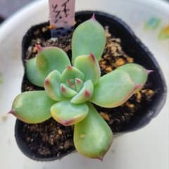 多肉植物　ファイヤーリップのサムネイル
