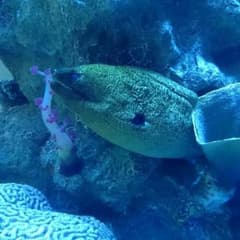 紫煌様専用のサムネイル