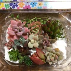 多肉植物 カット苗 セットのサムネイル