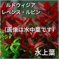 ルドウィジアレペンスルビン水上葉 5本 - メルカリ