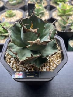 アガベ チタノタ 鳳凰(lize血統親) タグ付き 八角形鉢 - メルカリ