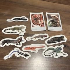 爬虫類 両生類 一番くじのサムネイル