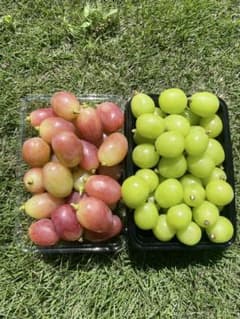 贅沢高級ぶどう2種　訳あり粒セットのサムネイル