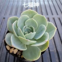 No.2 七福神 抜き苗 多肉植物 - メルカリ