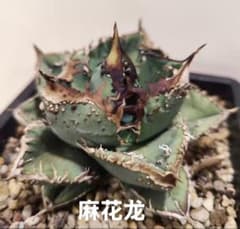 アガベ　チタノタ　麻花　ブツブツ　親株 アガベ チタノタ「麻花龍」子株 極上強棘 ブツブツ 特選株 - メルカリ