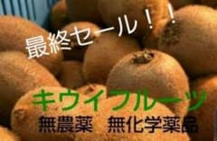 キウイフルーツ 4kg 最終セール!!のサムネイル