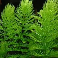 ◎激安◎マツモ約15㌢×4送料無料☆無農薬☆即購入・バラ売りまとめ買い大歓迎☆のサムネイル