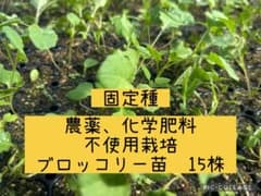 農薬化学肥料不使用 ブロッコリー苗 15株のサムネイル