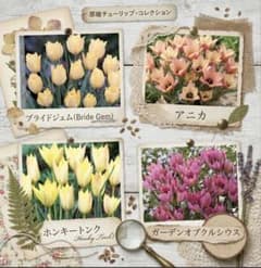 原種チューリップ 4種×各1球セット - 2