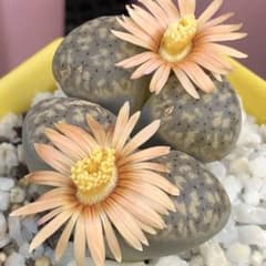 専用❤️速達付き同梱-200円多肉植物　リトープス　朝貢玉 鉢のまま 専用❤️速達付き同梱-200円多肉植物 リトープス 朝貢玉 鉢のまま