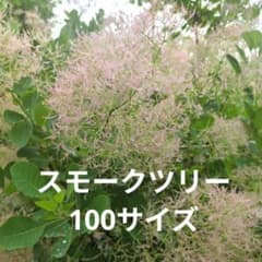 【お試し価格】スモークツリー 　ピンク　100サイズのサムネイル