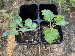 芽キャベツ&ケール抜き苗 1本ずつ　＋黒瓜？のサムネイル