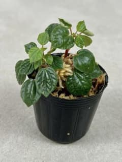 マ*ト様 ペペロミア グリーンバレー 観葉植物のサムネイル