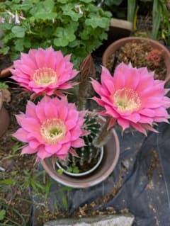 花サボテン 子株(抜き苗)2個+プレゼント (かきこ)2個 大輪ピンク系 花サボテンピンク子苗3個 - メルカリ