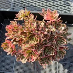 m22585500239_1.jpg?1714052651