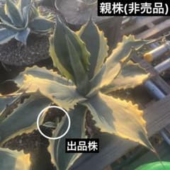 アガベ フェロックス錦 覆輪 カキコ 抜き苗発送 - メルカリ