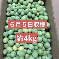 梅　青梅　約４kgのサムネイル