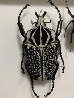 ゴライアスハナムグリ 大型 メレアグリス 黒化型ペア 標本 - メルカリ