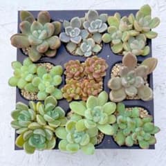 つぶつぶ屋さん9種セット　多肉弁当　寄せ植え　カット苗のサムネイル
