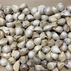 青森県田子町産無農薬栽培土付きにんにくバラ　粒中くらい1kg弱のサムネイル