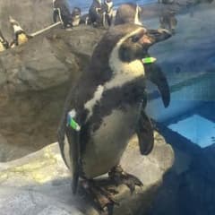 トム様専用のサムネイル