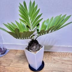 大型 ザミア・フルフラセア ザミア・フルフラケラ メキシコソテツ 大型 ザミア・フルフラセア ザミア・フルフラケラ メキシコソテツ