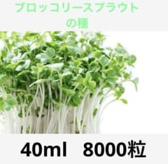 スーパーフード★ブロッコリースプラウトの種★40ml★8000粒のサムネイル