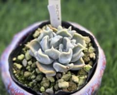 【抜き苗@2980】スリラーパール スリラーパール（多頭苗） 【抜き苗@2980】スリラーパール 【抜き苗