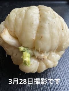 ハヤトウリ種　白色はやとうり　１個のサムネイル