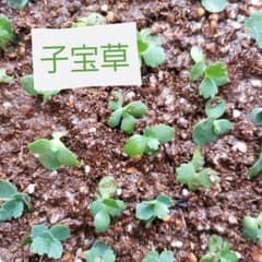 子宝草　マザーリーフ　10株のサムネイル